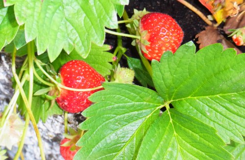 Erdbeeren